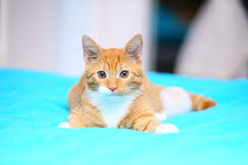 feline calicivirus infection in cats