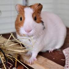 your guinea pig s home lafeber co