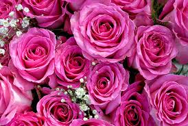 feliz día de la madre !, rosa, flor, día, madre, rosa, Fondo de pantalla HD  | Peakpx