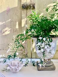 indoor jasmine care tips for a healthy