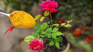 best fertilizer for rose plant