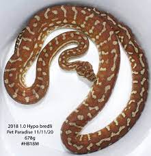 hypo carpet python traits morphpedia