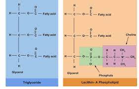 lipid types and structures nutrition