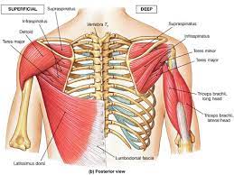 shoulder joint muscles definitions