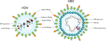 It is in the subfamily orthocoronavirinae of the family coronaviridae. Pdf Hepatitis B And Delta Virus Advances On Studies About Interactions Between The Two Viruses And The Infected Hepatocyte Semantic Scholar