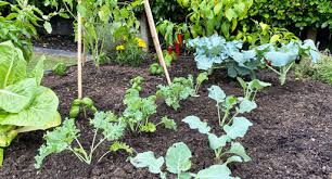 Grow A Vege Garden In 30 Minutes A Week