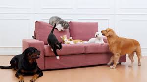 the best couch material for cats dogs