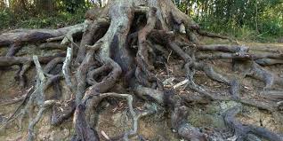 Tree Roots Priority Trees