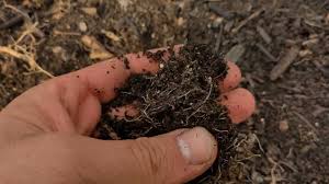 wireworms in no dig beds you