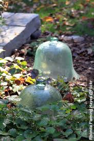 The Glass Garden Cloche One Of