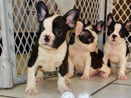 Milwaukee wi real estate & homes for sale. Frenchton Puppies For Sale In Milwaukee Wisconsin Wi Brookfield Wausau New Berlin Fond Du Youtube