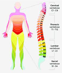 3 spinal cord injury levels