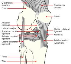 Complete rupture of the ligament with significant swelling and with instability of the joint. Anterior Cruciate Ligament Injury Wikipedia