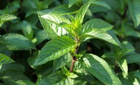 Peppermint Essential Oil Uses and Benefits | AromaWeb