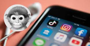 22 funniest monkey face pictures that will make you laugh The Monkey Pfp On Tiktok Is Something You Want To Avoid At All Costs