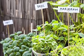 Herb Gardening With Kids And Sprouting