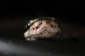 does a ball python bite hurt and why