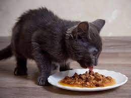 potium chloride in cat food your