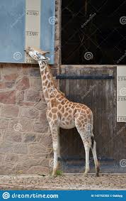 Giraffe Measuring Itself Against A Height Chart At A Zoo