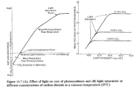 Effect Of Light On Photosynthesis Q For Questions