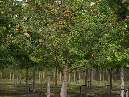 Plant An Apple Tree In Your Very Own