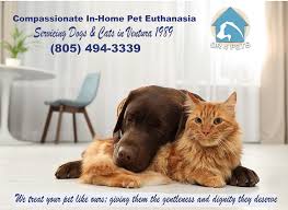 It can depend on the type of animal (cat, dog, etc.), the size and weight of the animal, and the place where the. Dr 4 Pets House Call Veterinarian Pet Euthanasia In Thousand Oaks Ca