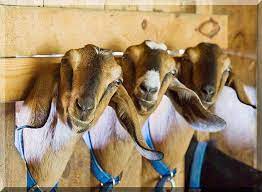 importance of goat feed supplements