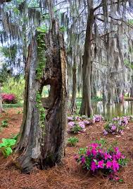 Spanish Moss Cypress Trunk Southern