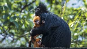 baby francois leaf monkeys seen in sw