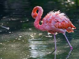 Pink Flamingo Desktop Wallpaper Hd ...