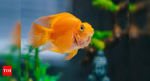Aquarium Glass Cleaners That Will Help