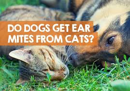 What smells do cats hate, and why should you care? Can Dogs Get Ear Mites From Cats Contagious Catching Treatment