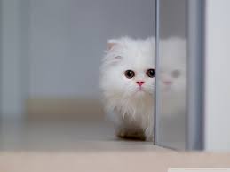 Cute White Cat Ultra Hd Desktop