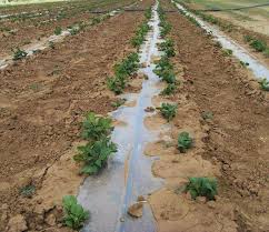 China Customized Vegetable Garden