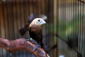 Mayoritas buntung pipit behabitat di sawah, perkebunan dan hutan rimba. Berikut 9 Jenis Burung Finch Atau Pipit Yang Paling Digemari Di Indonesia Kumparan Com
