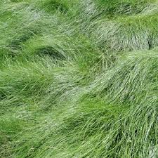 Turf type tall fescue grass seed dark green grass. Tall Fescue