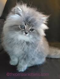 Cats near los angeles, ca. Kittens For Sale Near Me Cats For Sale The Persian Kittens