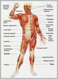 There are some 700 named muscles in the body, and other smaller muscle these smaller muscles help to move substances through the body and support the function of these organs and vessels. Labelled Diagram Of Muscles In The Body Describe The Well Labelled Diagram Of Various Types Of Muscle Found In Human Body Brainly In Now Label The Diagram In Your Workbook
