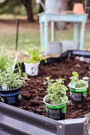 How To Start An Herb Garden A Beginner