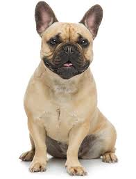 But the dogs suffer from a variety of health issues due to centuries of selective breeding. French Bulldog Temperament Lifespan Grooming Training Petplan