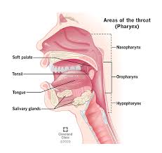 While symptoms may start as mild, they are persistent. Oropharyngeal Cancer What Is It Symptoms Stages Prognosis