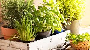 Beginner S Guide To Growing Herbs Coles