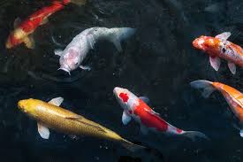 ultimate koi fish care and pond guide