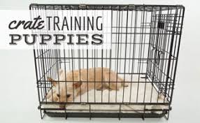 If your puppy is whiningnormally because of all the above reasons other he's sick, there are remedies to that so that both of you can sleep in peace. How To Stop Your Puppy From Crying In Its Crate Caninejournal Com