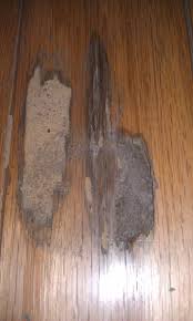 wood floors and termites arizona