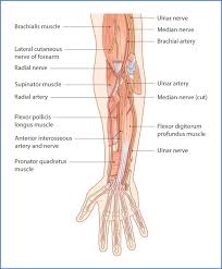 12 photos of the forearm tendon anatomy picture. Anterior Forearm Basicmedical Key