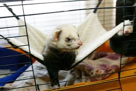 7 diy ferret hammock plans with