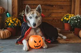 53 Best Dog Costume Ideas - DIY Pet Halloween Costumes