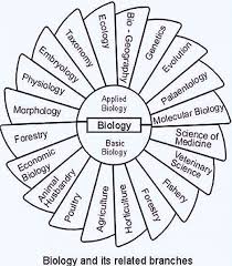 Branches Of Biology