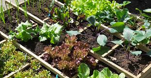How To Plant A Compact Vegetable Garden